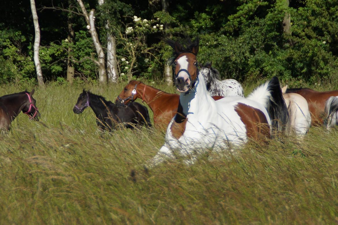 Anden særlig race Charissa (solgt) - Bedste gris<3  billede 13