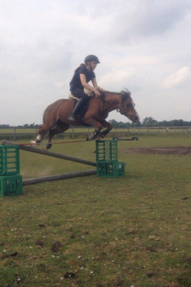 Welsh Mountain (sec A) Stendyssens Suprise Susapi billede 7