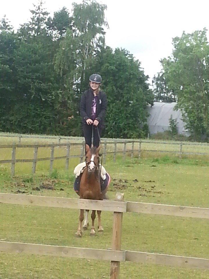 Welsh Mountain (sec A) Stendyssens Suprise Susapi billede 10