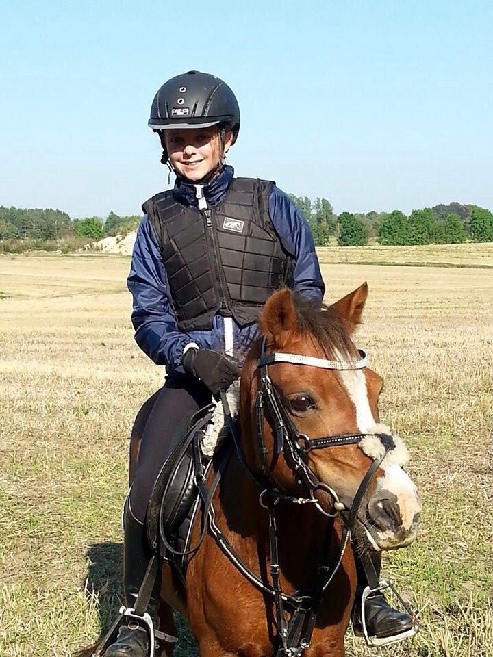 Welsh Mountain (sec A) Stendyssens Suprise Susapi billede 13