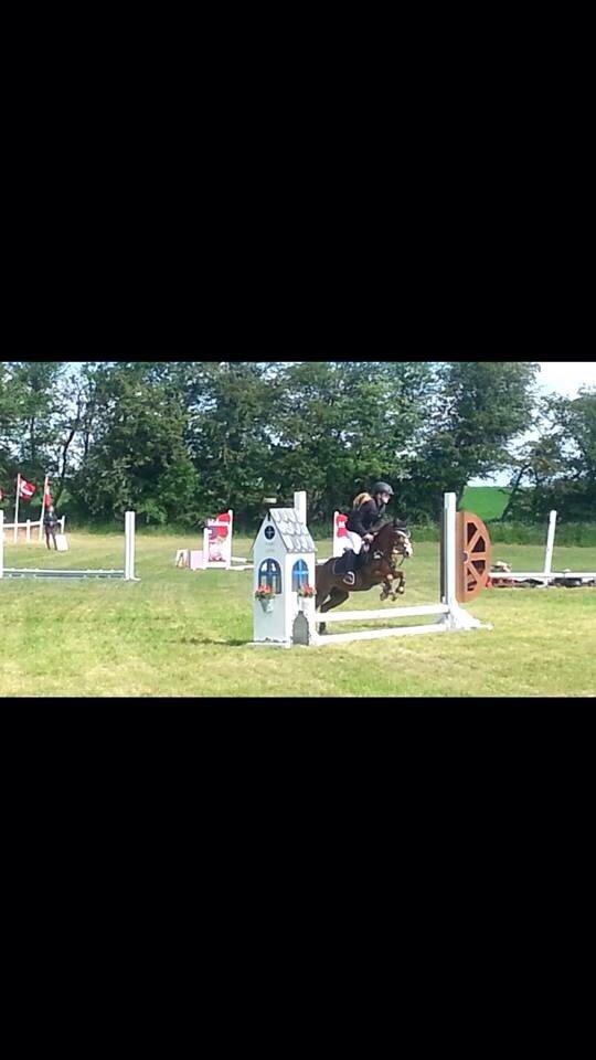 Welsh Mountain (sec A) Stendyssens Suprise Susapi billede 14