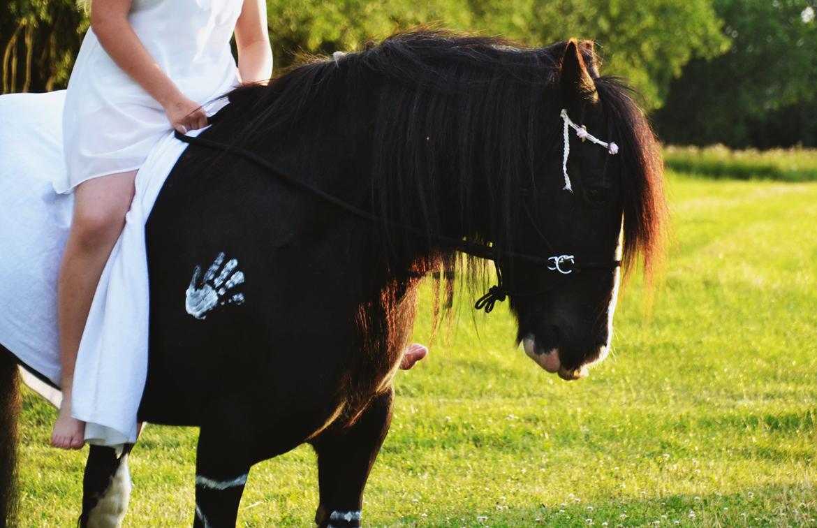 Irish Cob Valentin Wombat - Smuksak <3 - 24/7-2015 billede 11