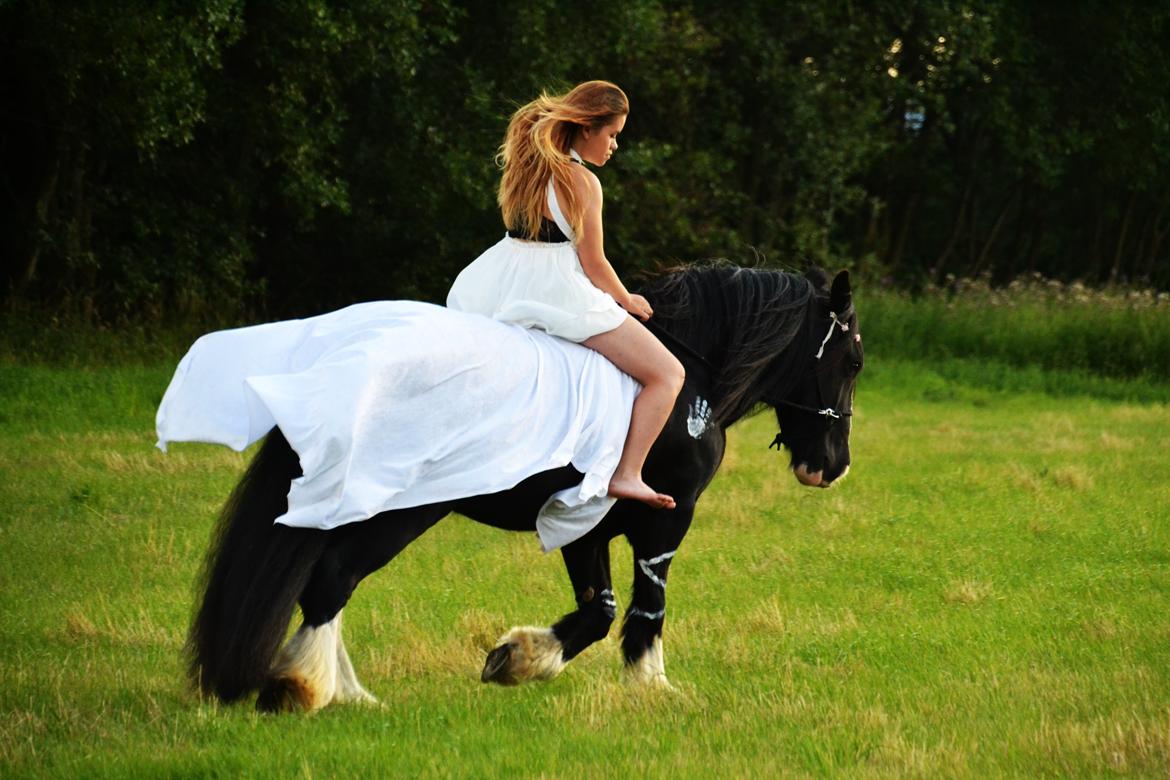 Irish Cob Valentin Wombat - 2 års dag - 24/7-2015 billede 5