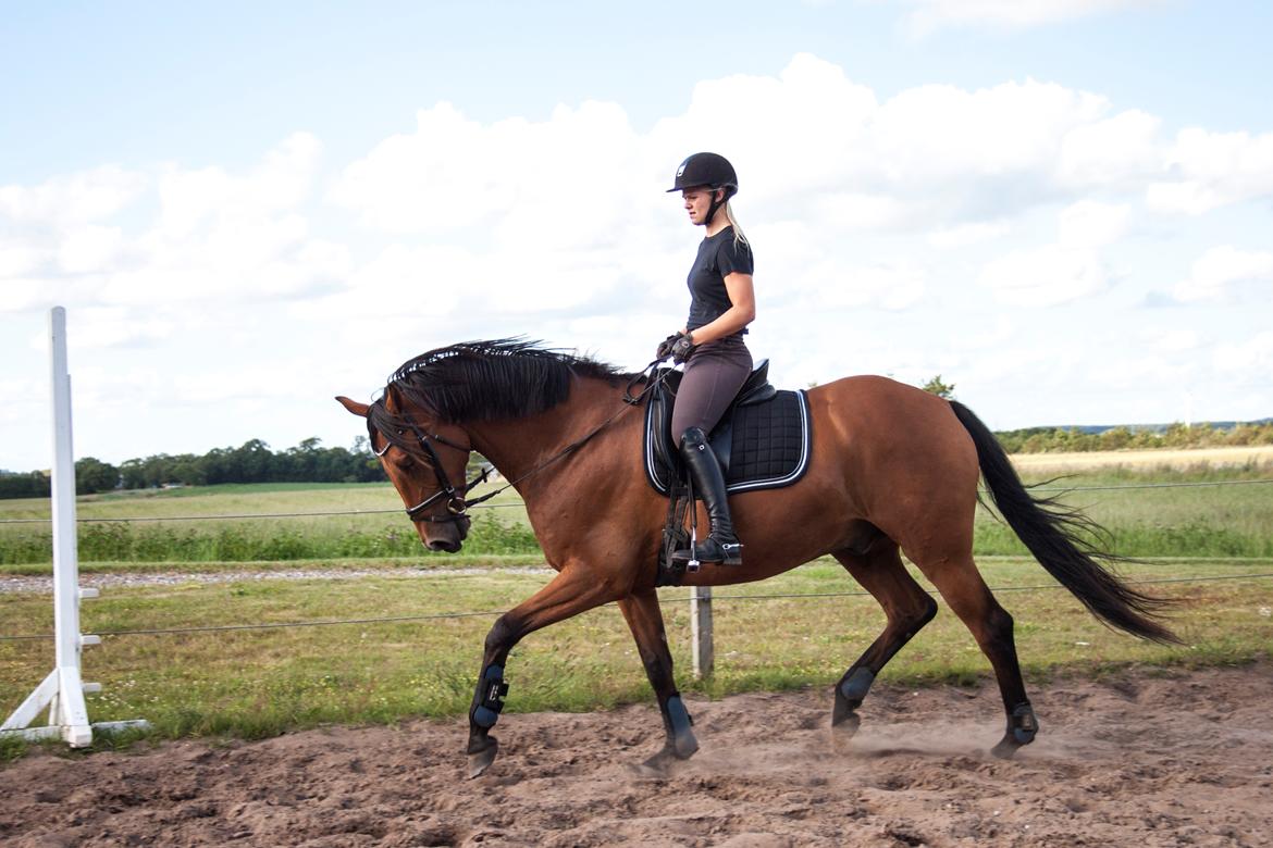 Dansk Varmblod Bakkegaarden's Chester - Sommer 2015  billede 8