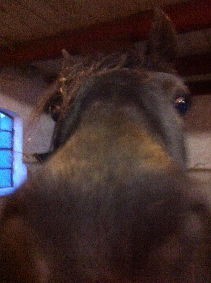 Anden særlig race Camilla! billede 10