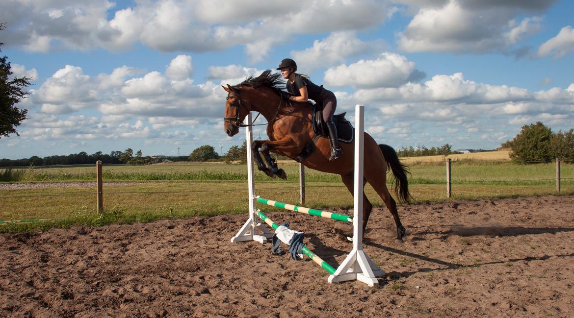 Dansk Varmblod Bakkegaarden's Chester - Chester fint over ca. 60cm - sommer 2015 billede 18