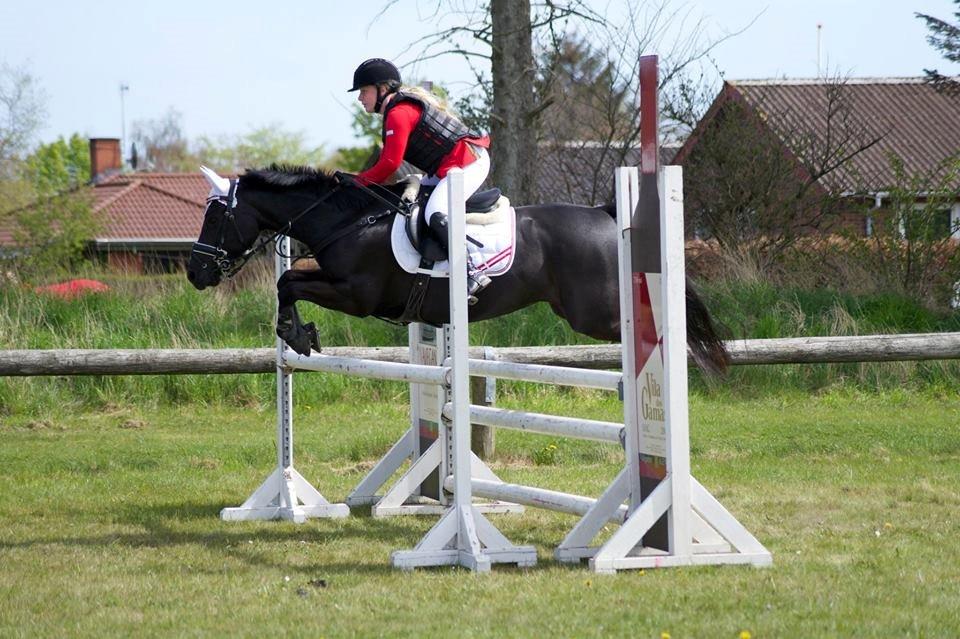 New Forest Vognmandgårdens To Night - A Pony - Nord Thy MAJ 2015 MB* billede 8