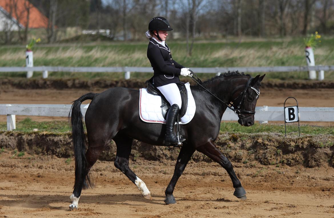 New Forest Vognmandgårdens To Night - A Pony - Tylstrup april 2015 LB1 billede 15