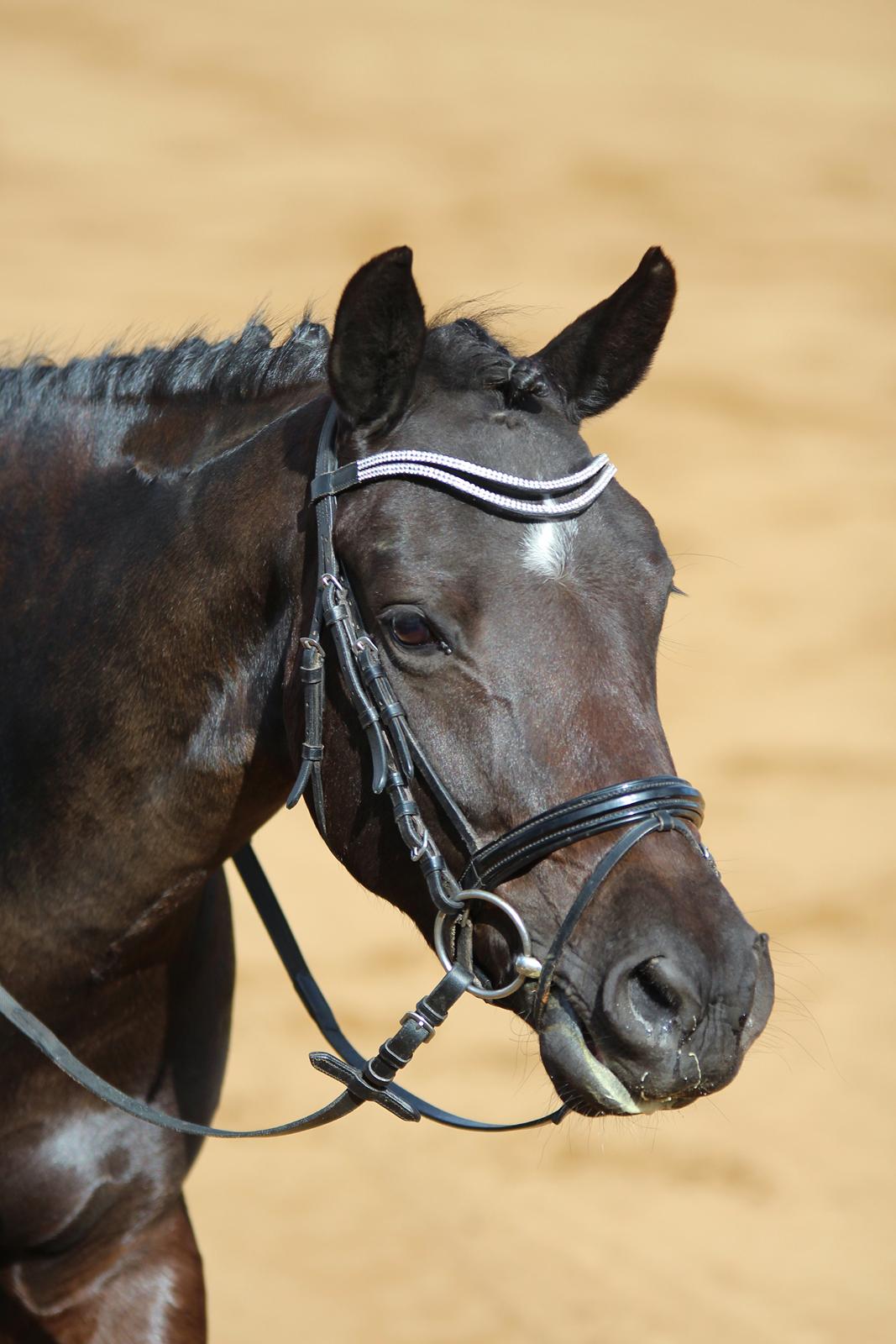 New Forest Vognmandgårdens To Night - A Pony - Tylstrup april 2015 LB1 - Dejligste To Night billede 16