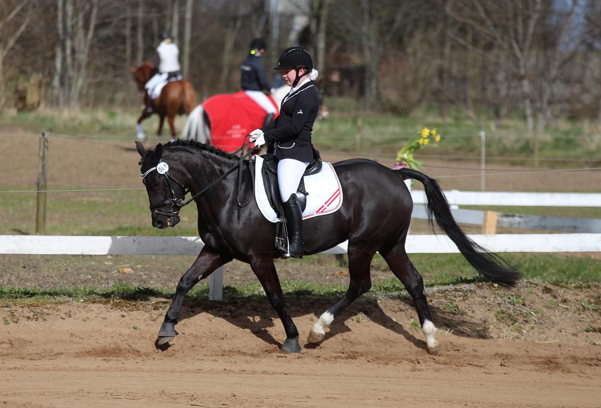 New Forest Vognmandgårdens To Night - A Pony - Tylstrup april 2015 LB1 billede 14