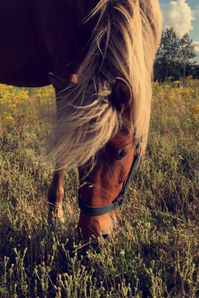 Islænder Sif billede 13