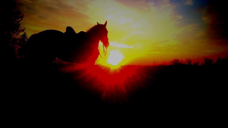 Frederiksborg MALICA DRAGE (Himmelhest) R.I.P <3 billede 1