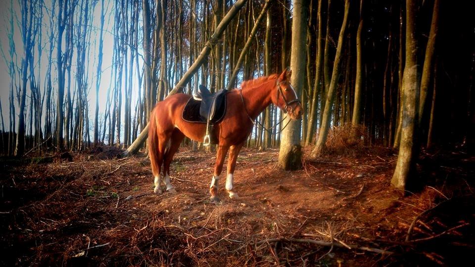 Frederiksborg MALICA DRAGE (Himmelhest) R.I.P <3 billede 20