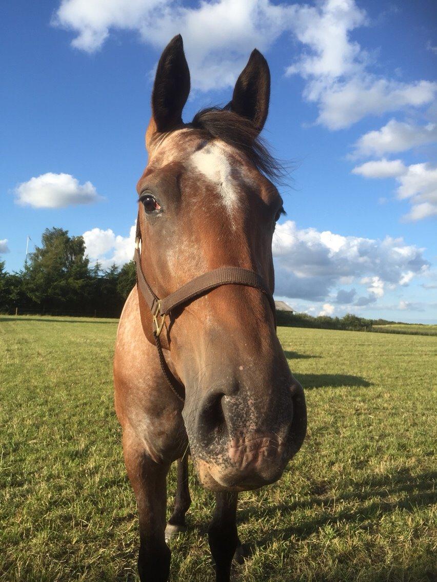 Knabstrupper Altena Vejlø billede 12