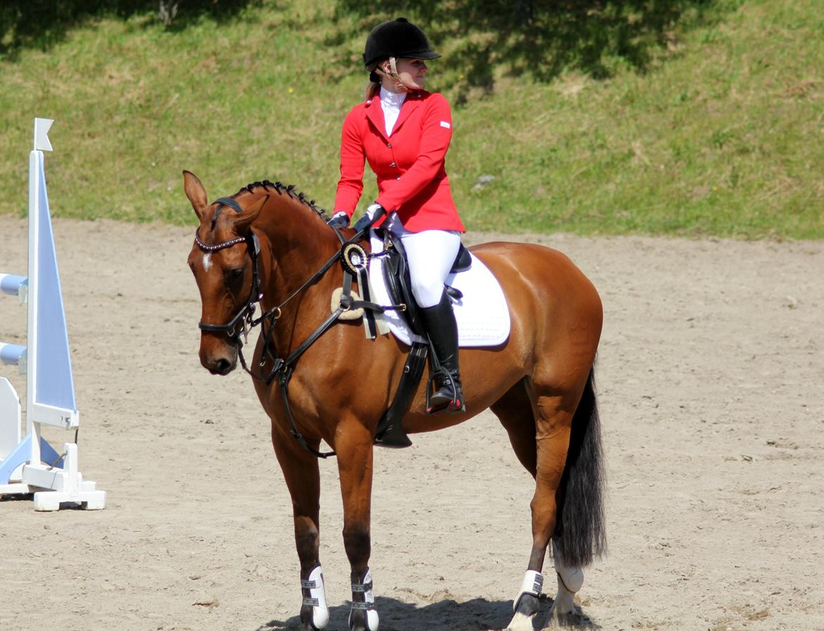 Dansk Varmblod Chili - Z (Ramona) billede 2