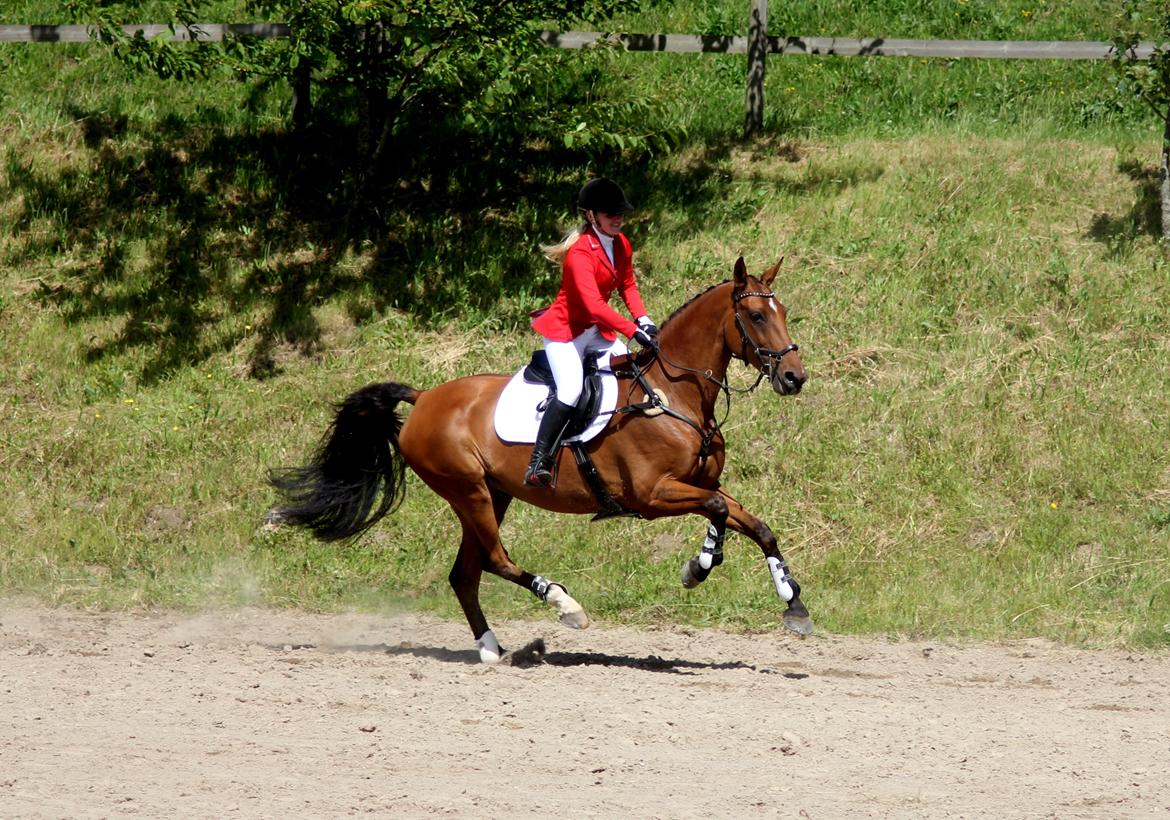 Dansk Varmblod Chili - Z (Ramona) billede 5