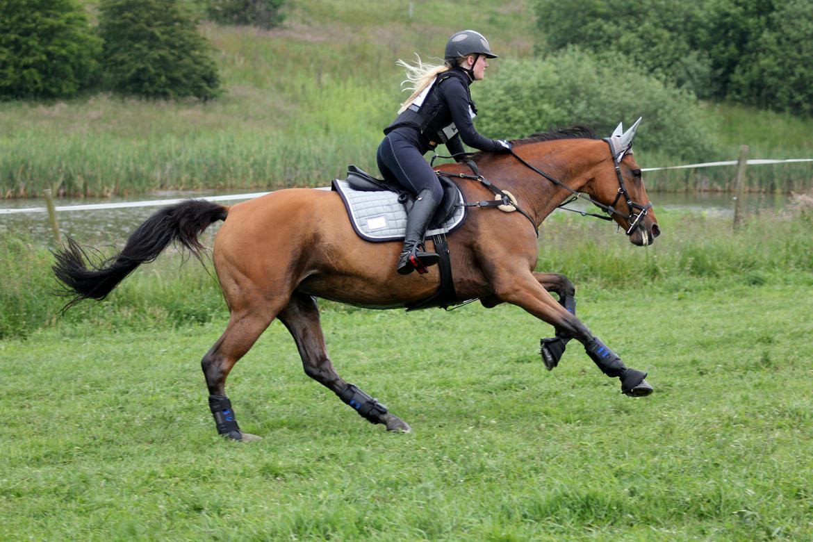 Dansk Varmblod Chili - Z (Ramona) billede 7