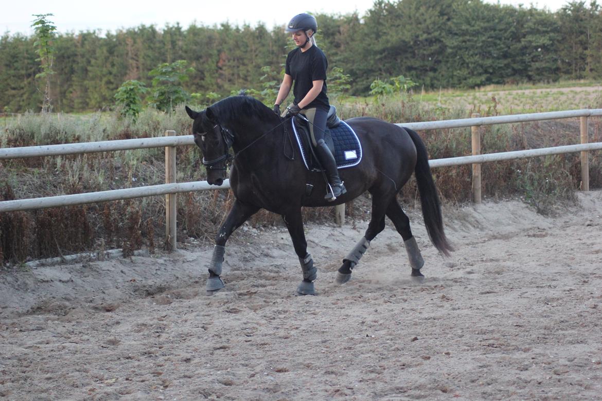 Oldenborg Flying Betty billede 7