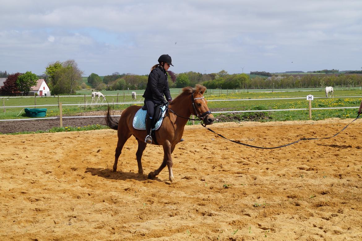 Anden særlig race Diamond Boy (Boy) - en af vores første trav ture sammen<3 billede 12