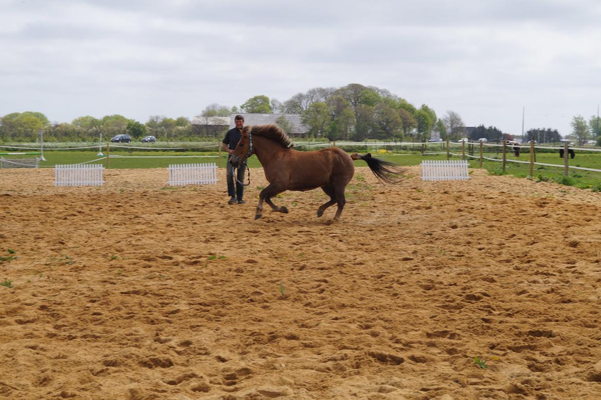 Anden særlig race Diamond Boy (Boy) - wroooom! hehe :p <3  billede 14