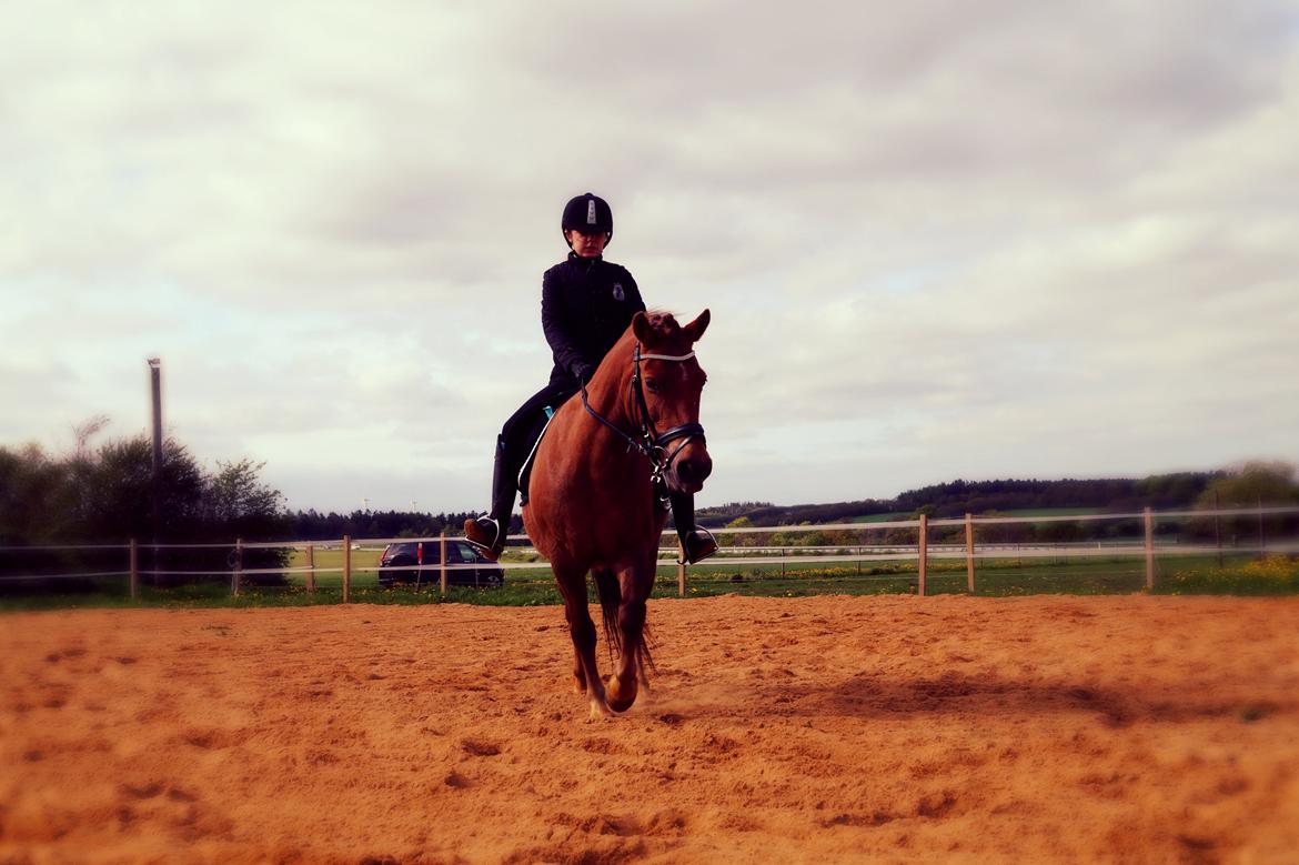 Anden særlig race Diamond Boy (Boy) - <3 billede 6