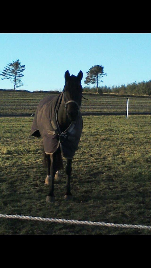 Welsh Cob (sec D) Fronerthig Inca B-pony SOLGT til Norge :'( billede 17