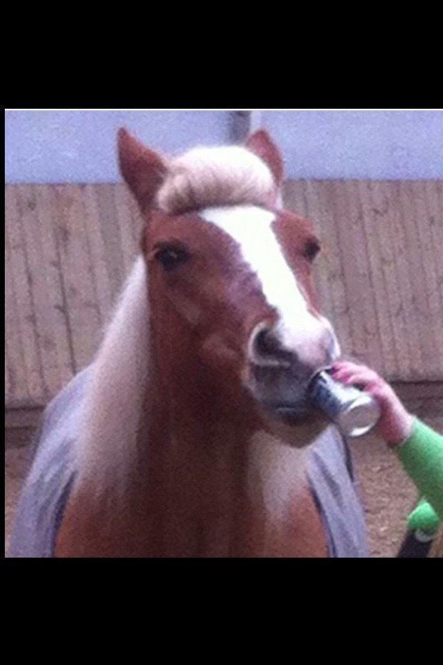 Haflinger Froukje van de oosterweg billede 6