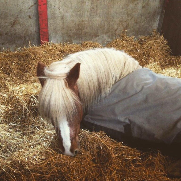 Haflinger Froukje van de oosterweg billede 10