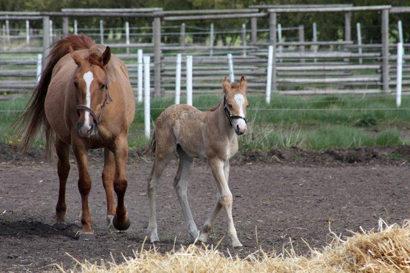 Mustang BestBreed Mustang Blizzard billede 4