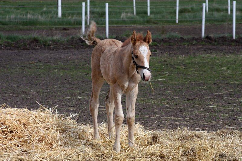 Mustang BestBreed Mustang Blizzard billede 6