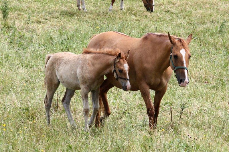 Mustang BestBreed Mustang Blizzard billede 11