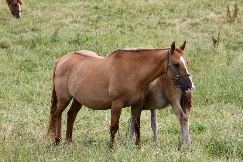 Mustang BestBreed Mustang Blizzard billede 12