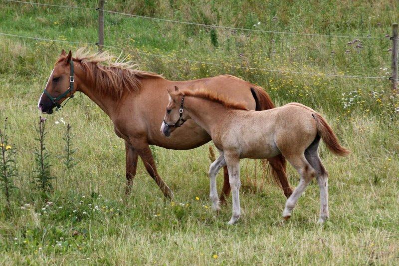 Mustang BestBreed Mustang Blizzard billede 14