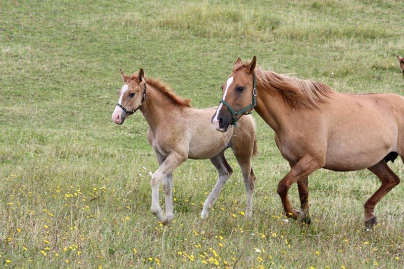 Mustang BestBreed Mustang Blizzard billede 15