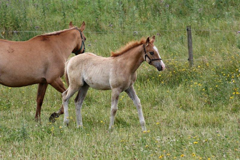 Mustang BestBreed Mustang Blizzard billede 13