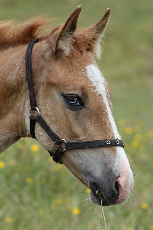 Mustang BestBreed Mustang Blizzard billede 17