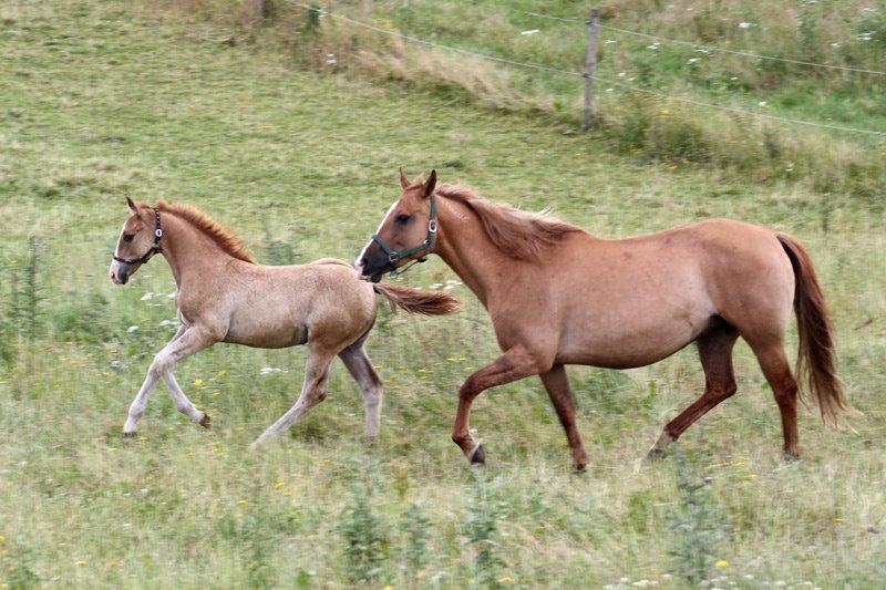 Mustang BestBreed Mustang Blizzard billede 16