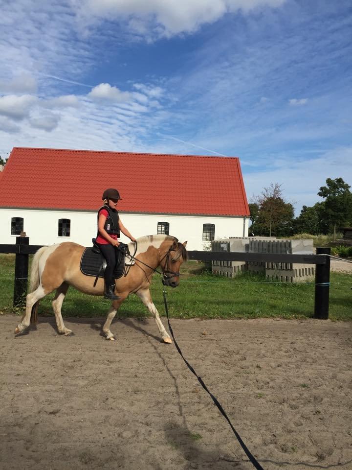 Anden særlig race Kronborggårdens Condolezza<3 - 6. gang med rytter :) billede 5