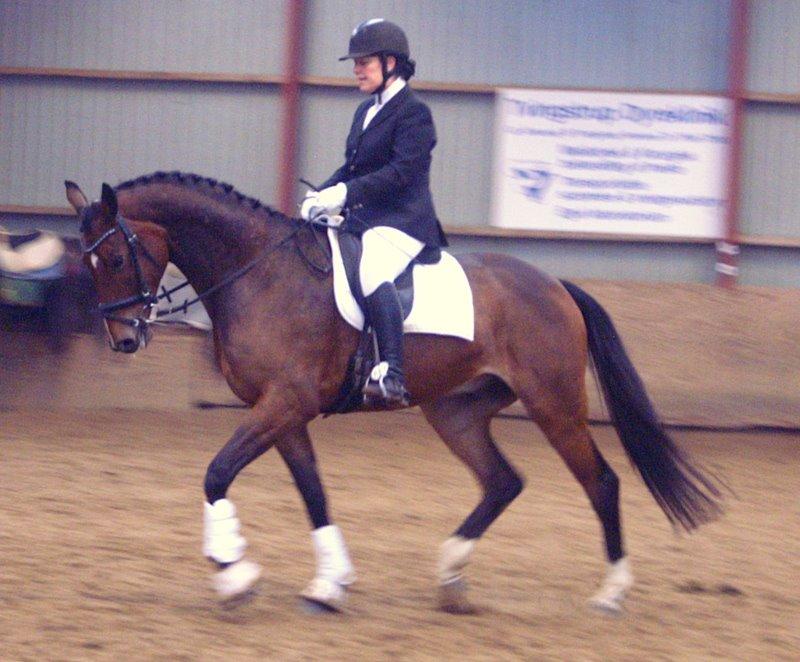 Dansk Varmblod Krones Caspian billede 5