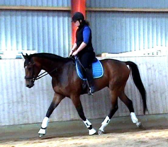 Dansk Varmblod Krones Caspian billede 7