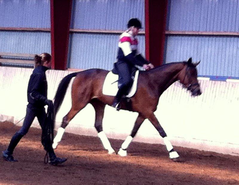 Dansk Varmblod Krones Caspian billede 8