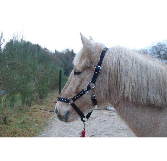 Anden særlig race Dina billede 2