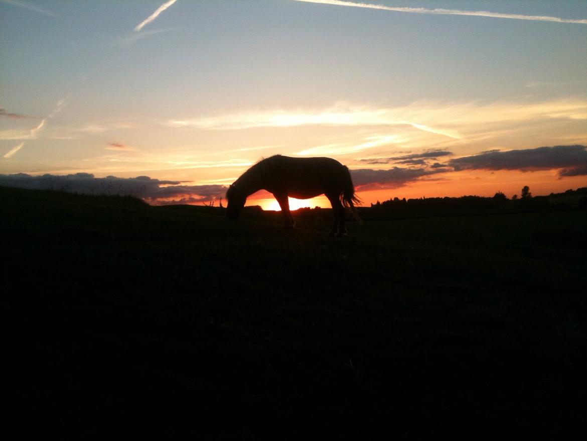 Shetlænder Turbo Tulle billede 18