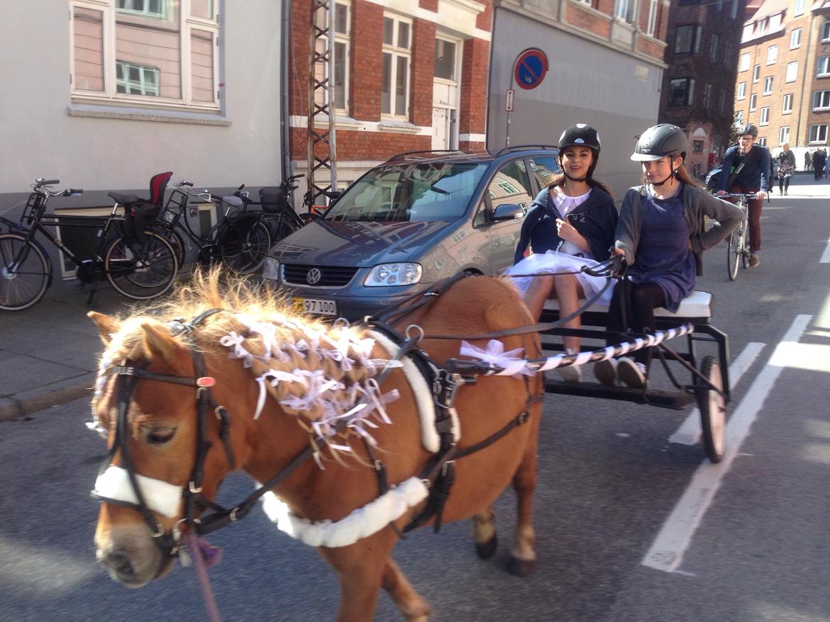 Shetlænder Turbo Tulle billede 19