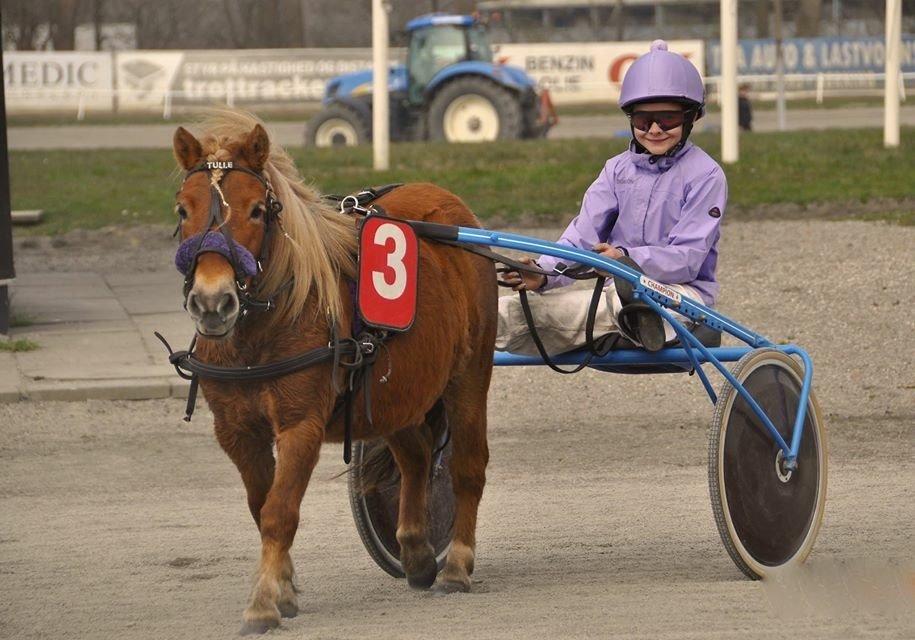 Shetlænder Turbo Tulle billede 20