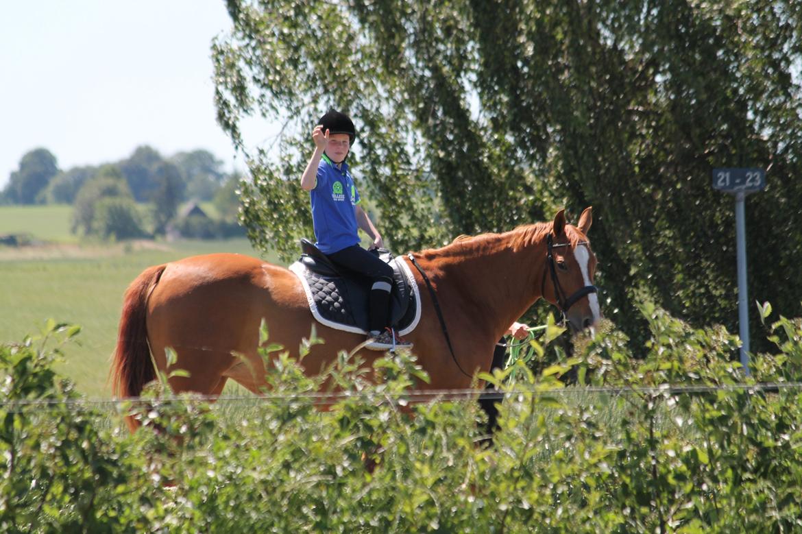 Dansk Varmblod Diamant billede 2