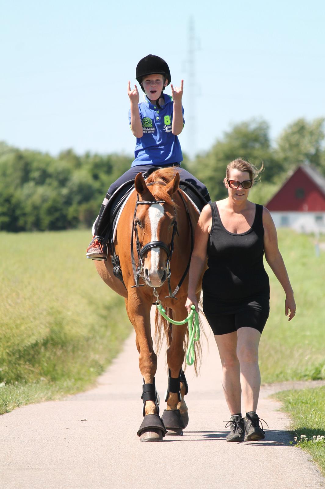 Dansk Varmblod Diamant billede 1