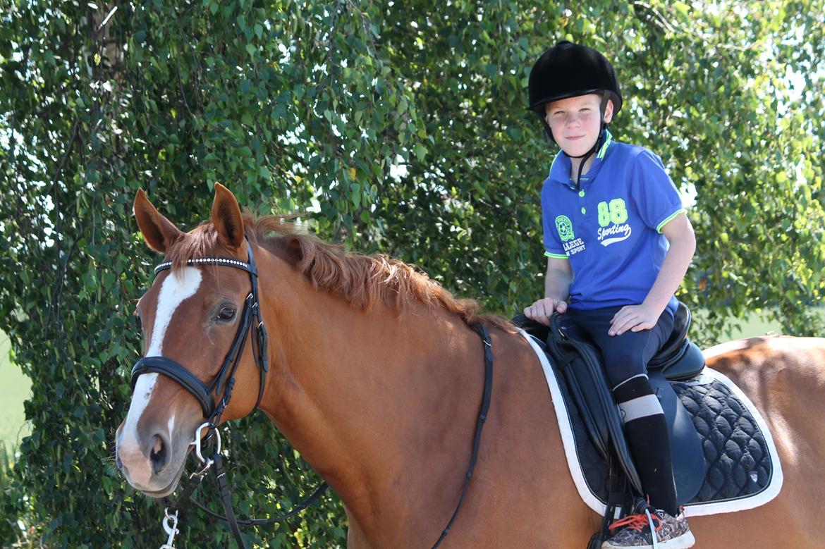 Dansk Varmblod Diamant billede 6