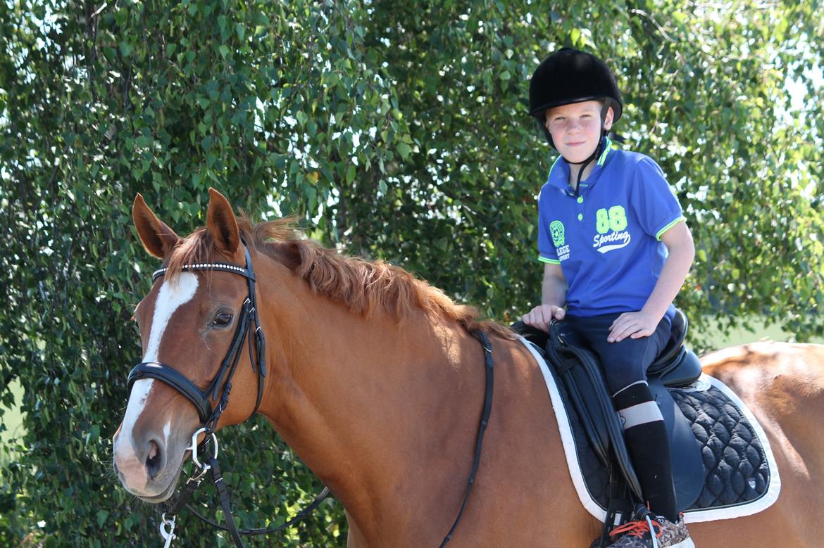 Dansk Varmblod Diamant billede 8