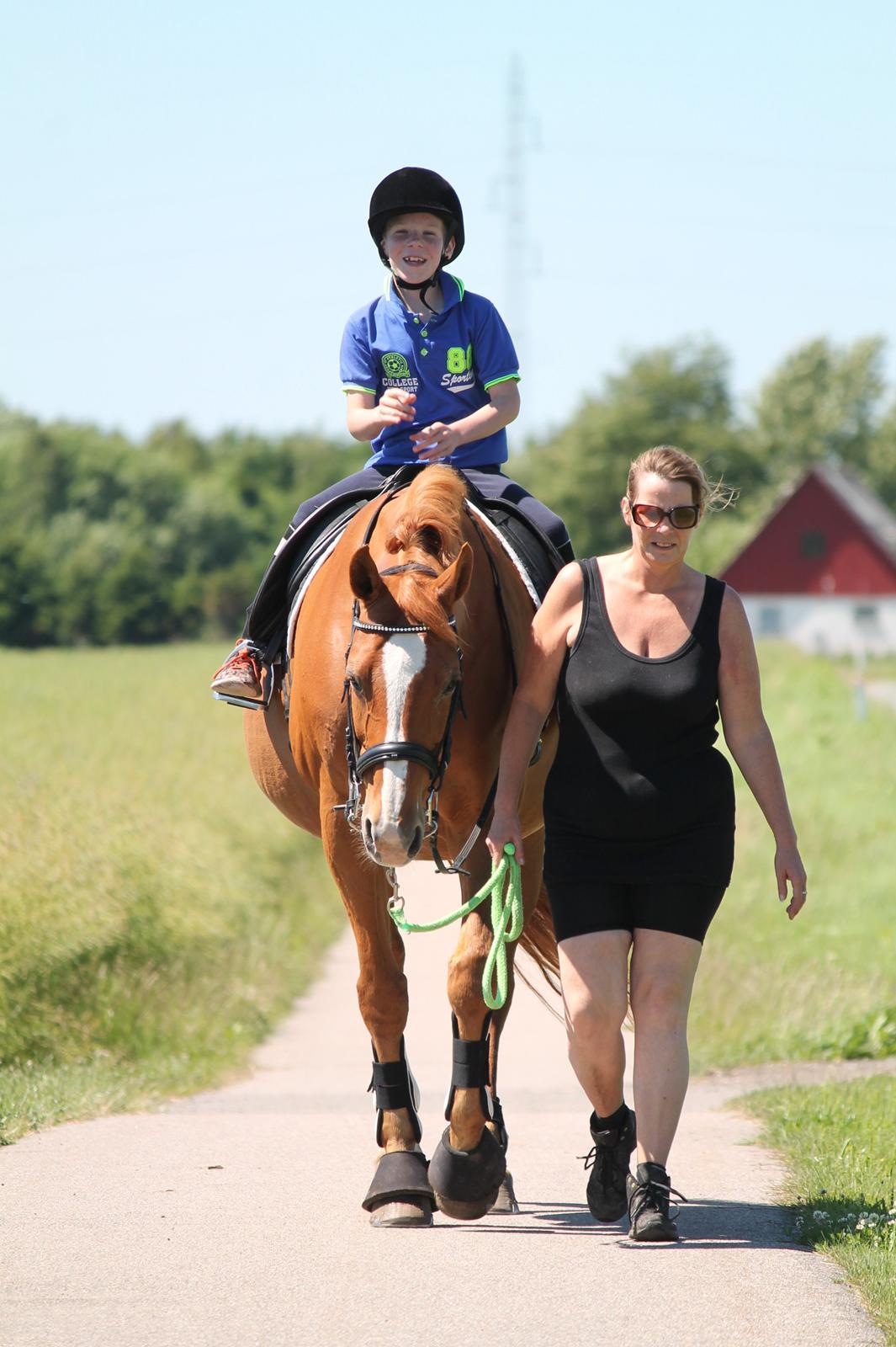 Dansk Varmblod Diamant billede 4